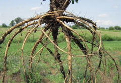 Alfalfa Root