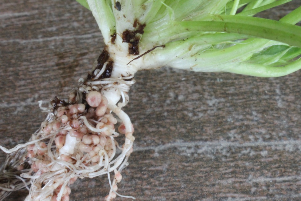 Root System of Fixation balsansa clover crop
