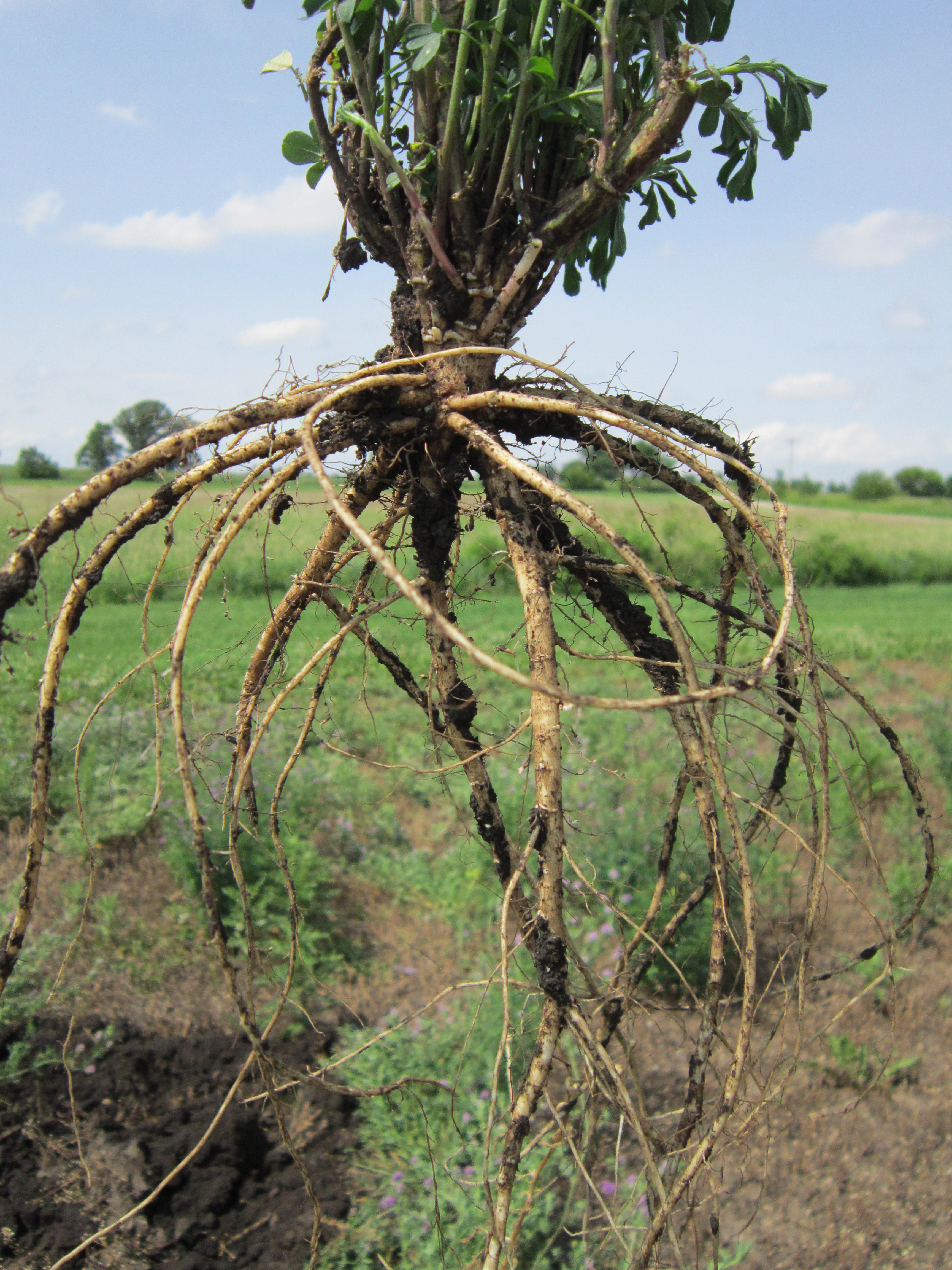Alfalfa Branch Rooted
