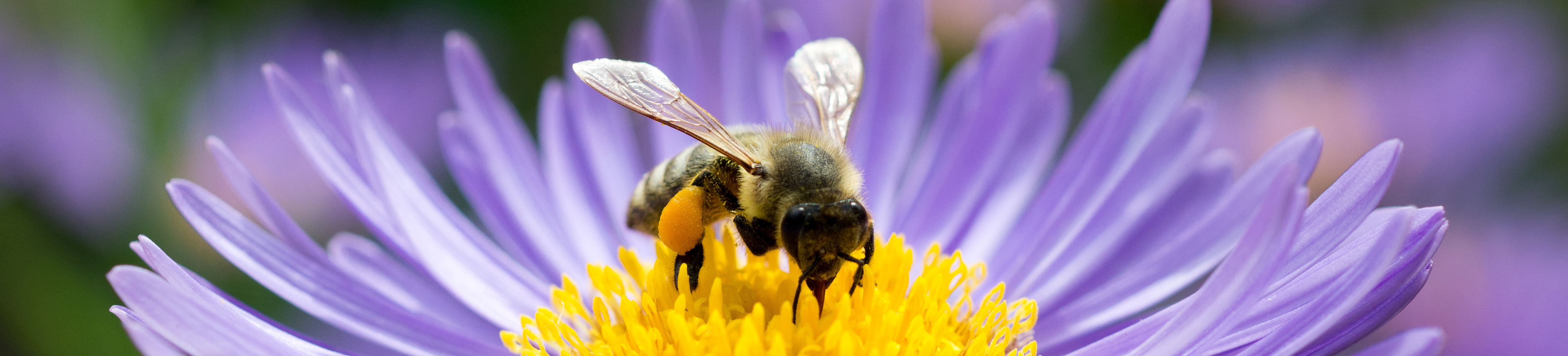 Bee in Flower