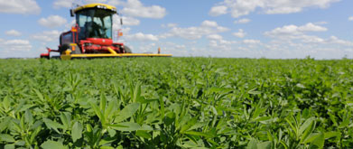 Merit Brand Alfalfa Combine