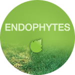 Endophytes