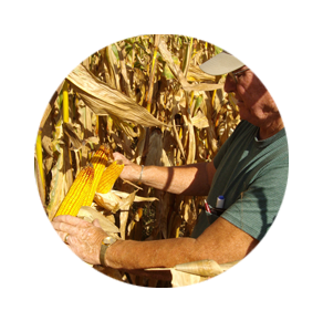 Corn Check