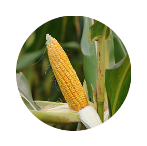 Corn Closeup