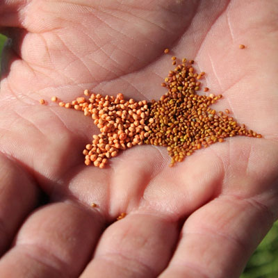 Orange Seeds