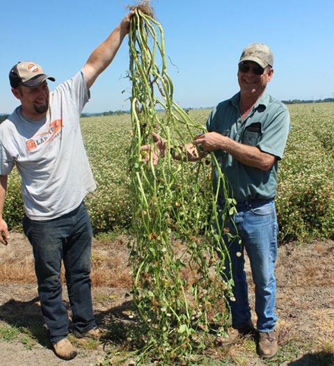 Cover Crop Balansa Clover