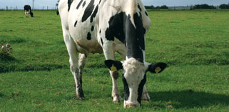 Cow Lowland Pasture