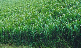 Grass Hay Lowland