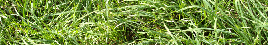 Perennial Ryegrass