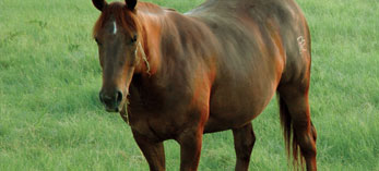 Horse in Pasture