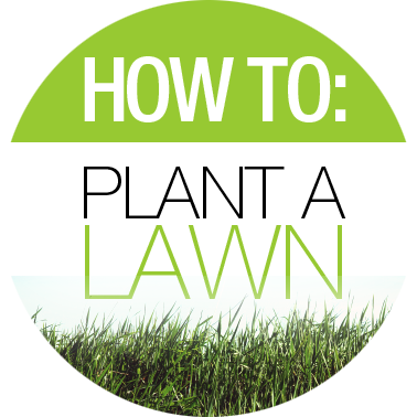 How to Plant a Lawn
