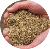 Grass Seed Faqs