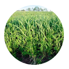 Tillage Radish Blending Tips