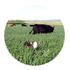 Established Pastures