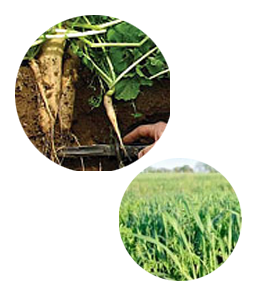 Tillish Radish Proven Increased Yields